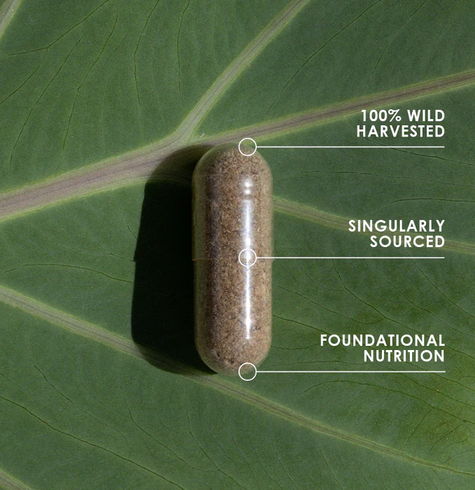 Organ Blend Supplement - Image 2